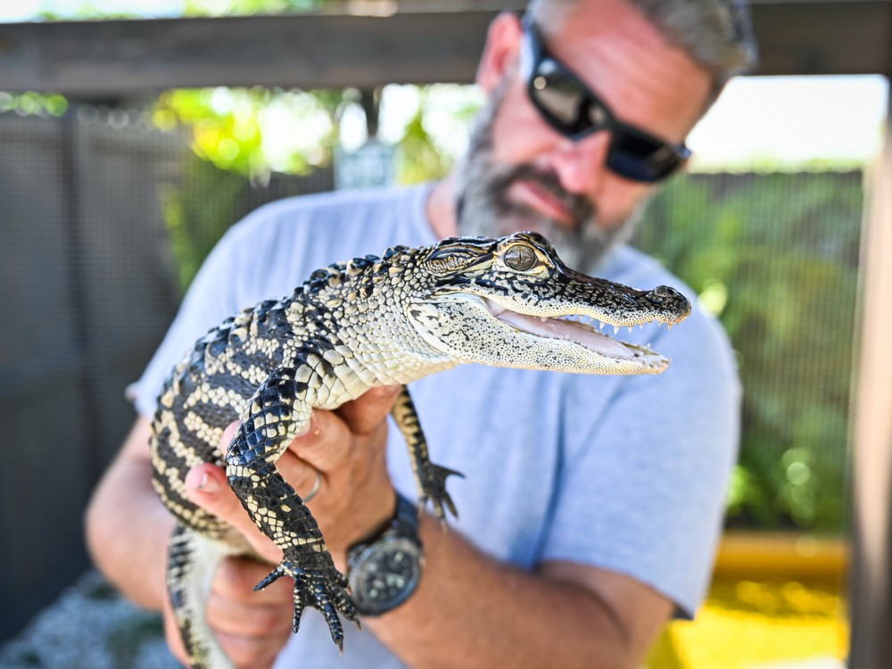 Everglades
