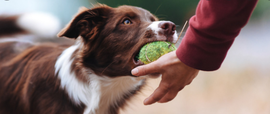 Entérate cuáles son las 3 razas de perros más inteligentes