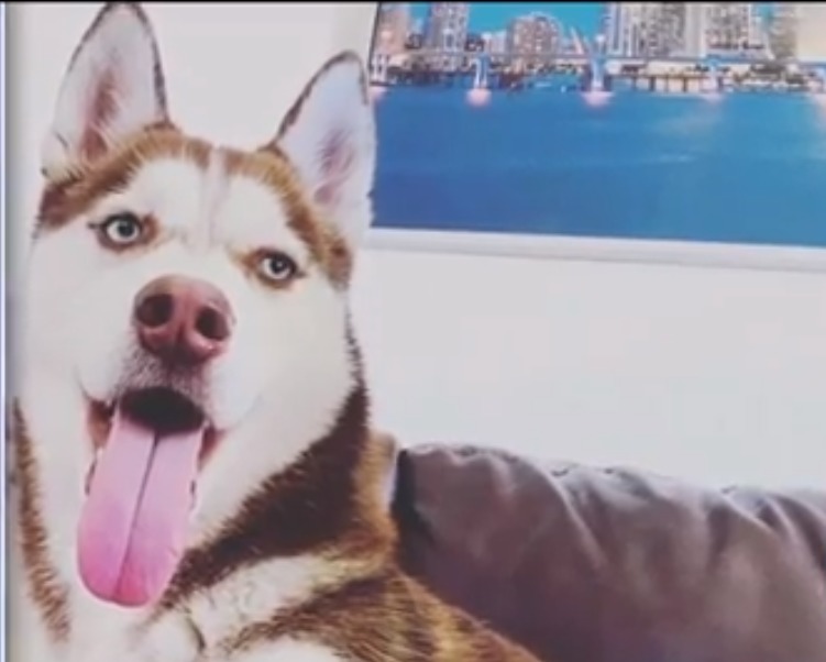 Familia pide ayuda luego de que le robaran a su perro en Miami
