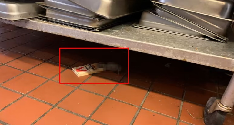 Empleado fotografió a una rata muerta en medio de un catering en Broward