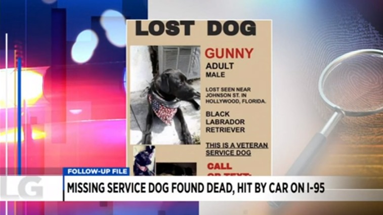 Perro de servicio desaparecido fue hallado muerto en una autopista de Miami