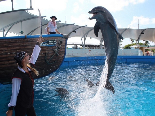 Científicos piden investigar muertes de animales en el Seaquarium de Miami