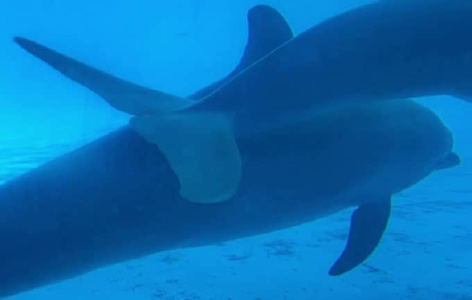 Alcaldesa de Miami-Dade ordenó más supervisión al Seaquarium