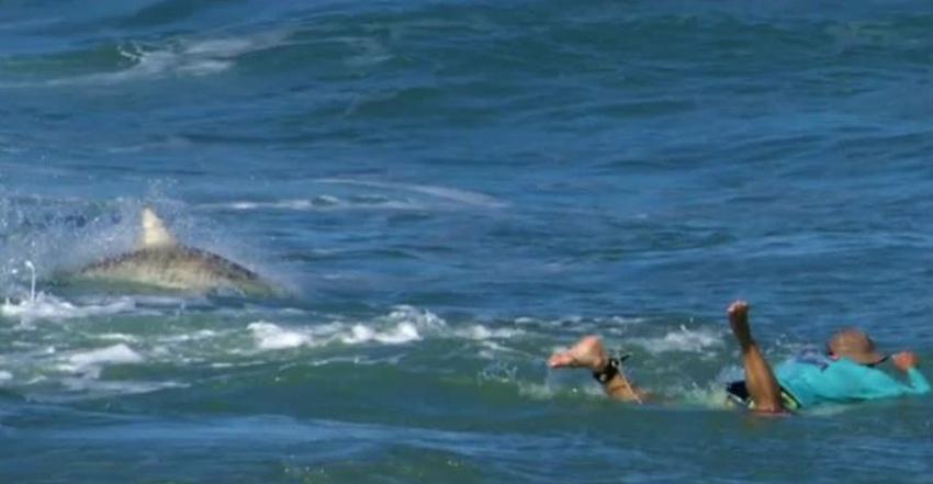 Surfistas se ven rodeados de tiburones en Sebastian Inlet