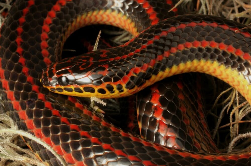 FWC pide ayuda comunitaria para rastrear a la esquiva serpiente arcoíris