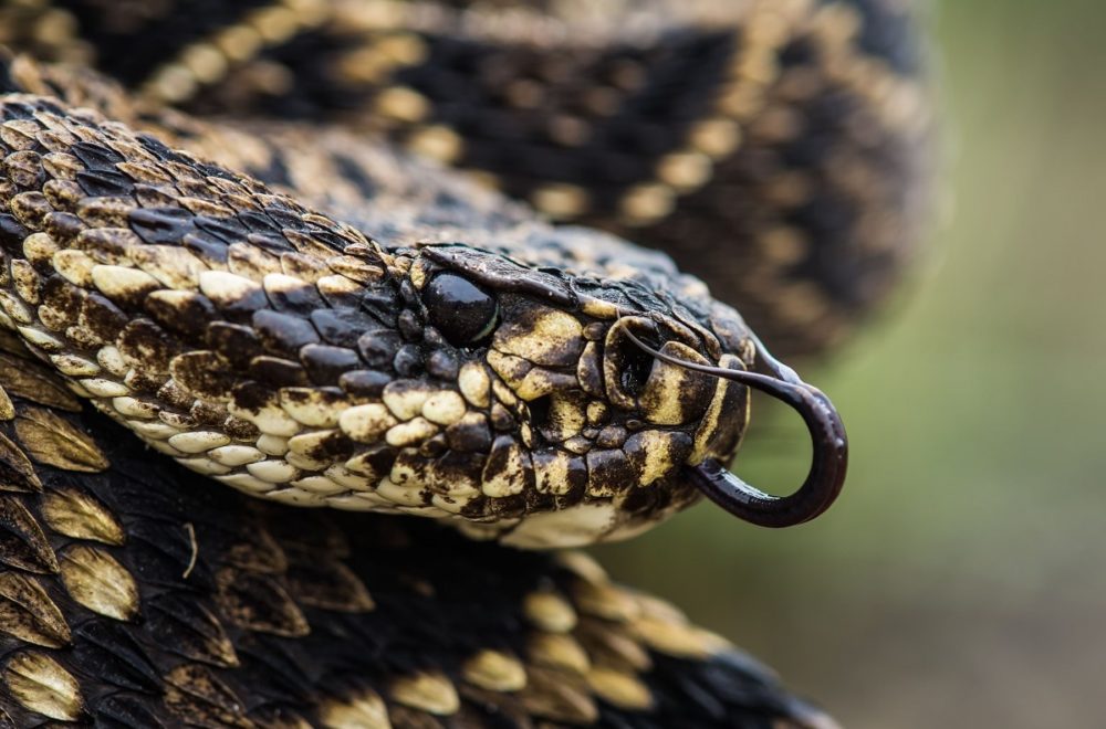 Serpiente venenosa atacó a repartidora de Amazon durante entrega en Florida