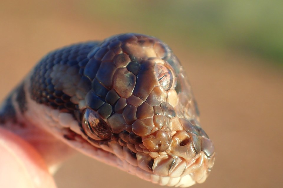 ¡Fenómeno! Serpiente de tres ojos sorprendió a todos en Australia