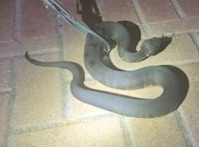 Autoridades de Florida alertan a la población sobre incremento de serpientes