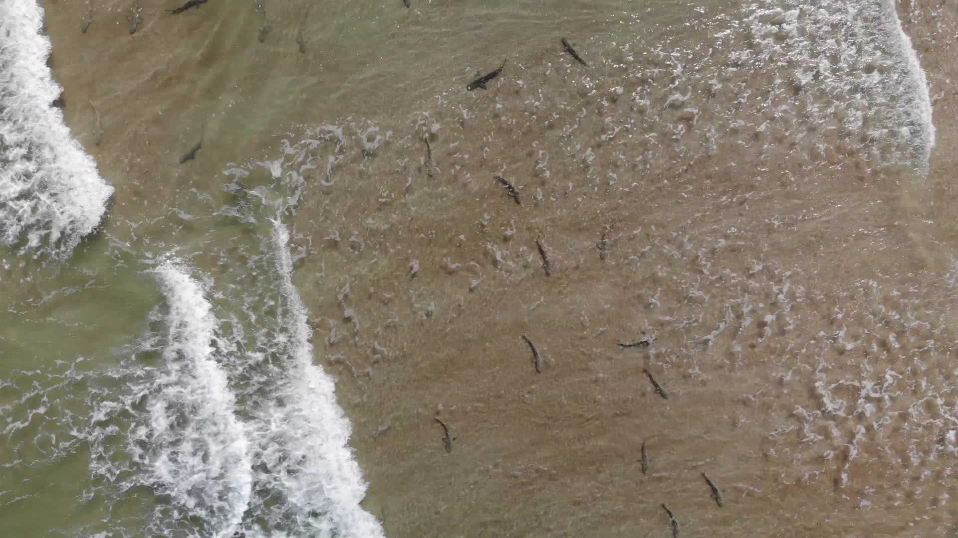 ¡Gracias a un dron! Surfista conoció la gran cantidad de tiburones que nadaban a su alrededor