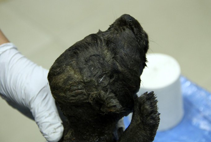 ¡Asombroso! Hallaron misterioso cachorro congelado de 18.000 años de antigüedad en Siberia