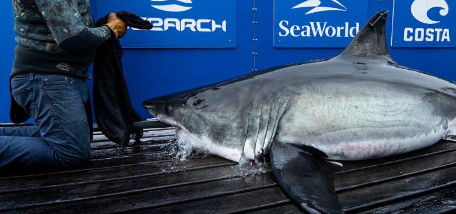 Enorme tiburón de 12 pies fue visto en las costas de Daytona Beach