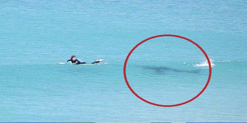 Una surfista registra el momento en que un tiburón casi la ataca, se salvó por poco (FOTOS)