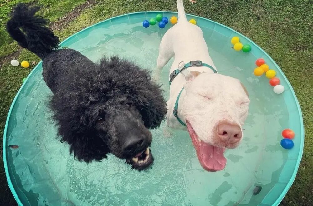 Sniffspot, la app que convierte patios en parques privados para perros en Florida