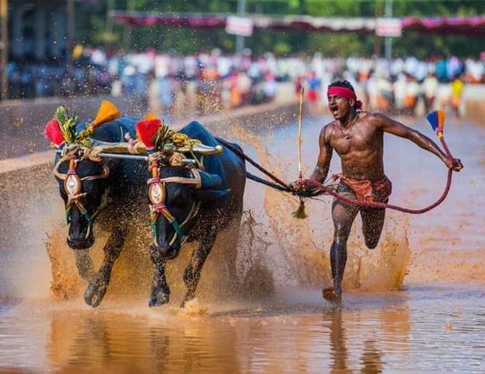 Descubren en India a un hombre más rápido que Usain Bolt… en carrera de búfalos: ¡9,55 segundos en 100 metros!