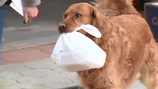 Conoce a Sunny el perrito que ayuda a su vecina de la tercera edad llevándoles las compras