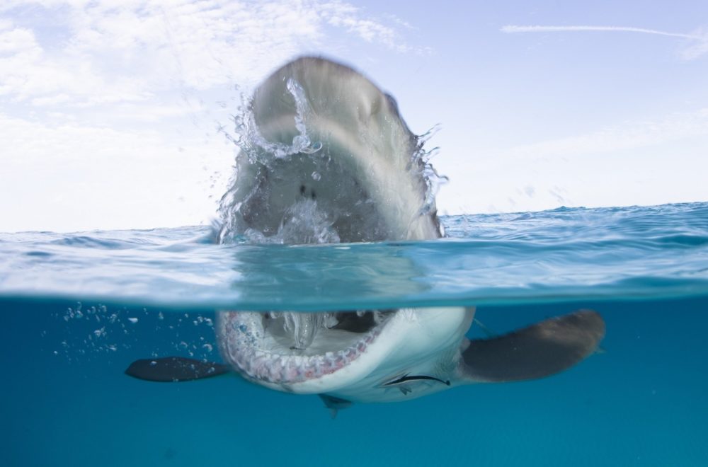 Video sensible: Tiburón asesina a hombre ante atónita mirada de bañistas