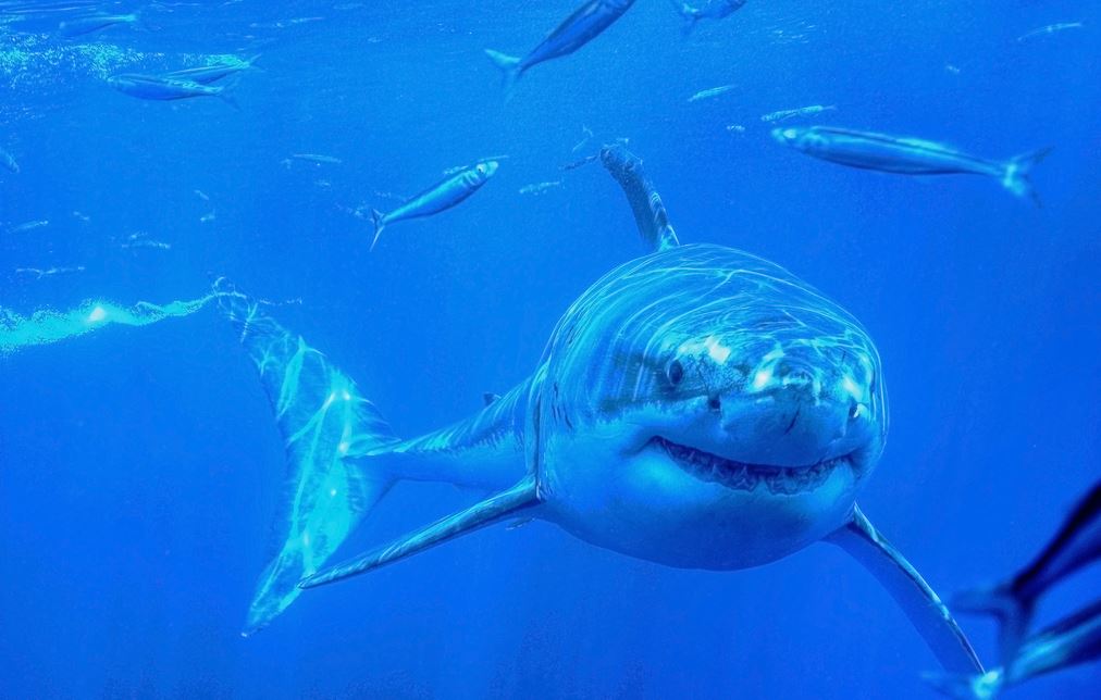 Estudio revela la vida social secreta de los tiburones blancos