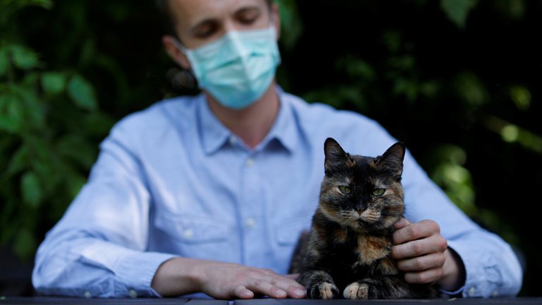 Gatos también tendrán vacuna contra COVID-19, ya iniciaron las pruebas