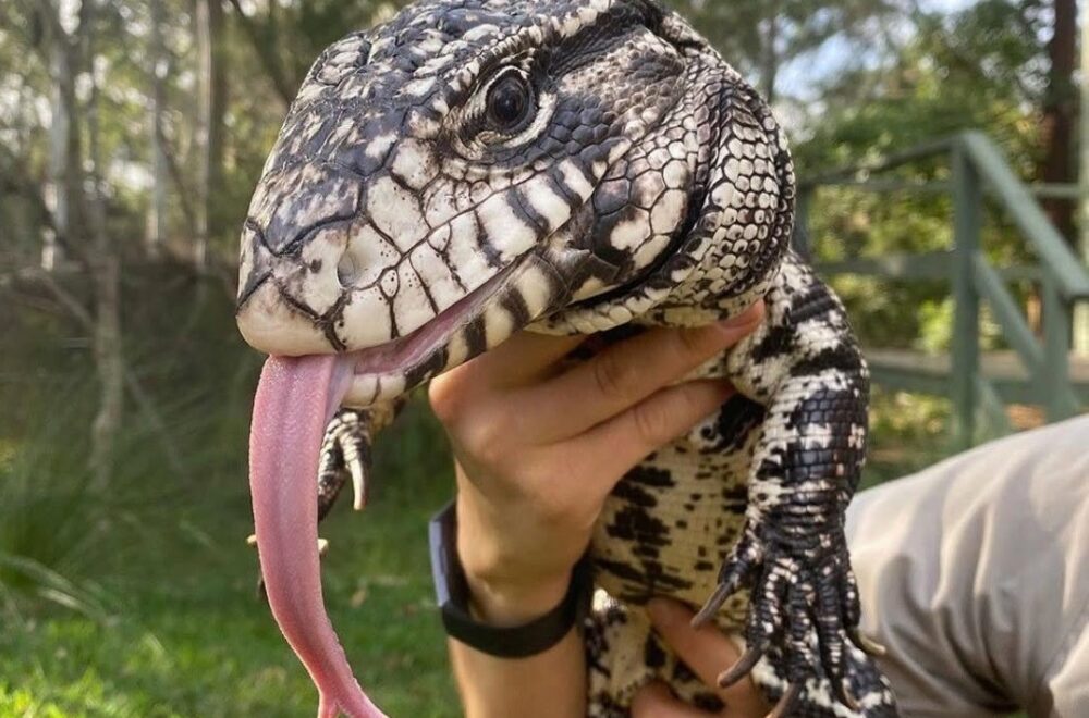 Alerta en los Cayos: Avistan enorme lagarto invasor en North Key Largo