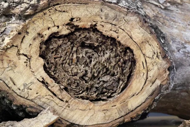 insectos termitas Florida