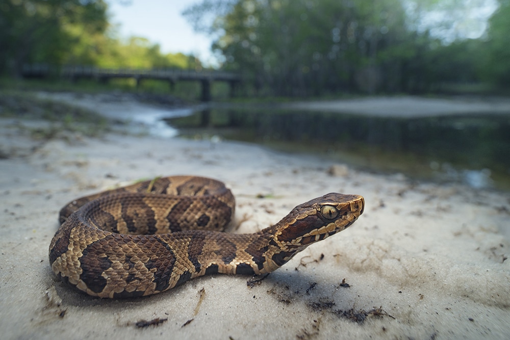 VIDEO | Capturan serpiente bebé venenosa en un clóset