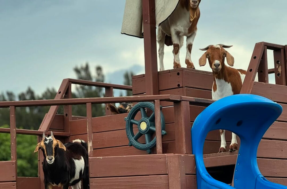 ¿Buscas un plan diferente? Fresas frescas, animales y diversión en el rincón secreto de Delray Beach