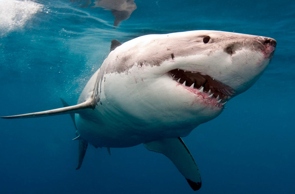 Los repelentes para tiburones existen, pero ¿realmente funcionan?