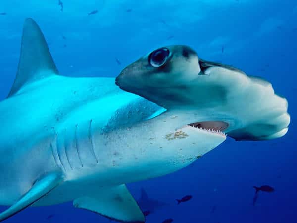 Bañista pasó gran susto con un tiburón martillo en una playa de Florida