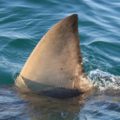 Nuevo ataque de tiburón en Key West: pescador fue mordido en el pecho