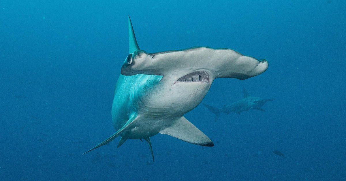 Científicos hallaron que Biscayne Bay es un “vivero” de tiburones martillo