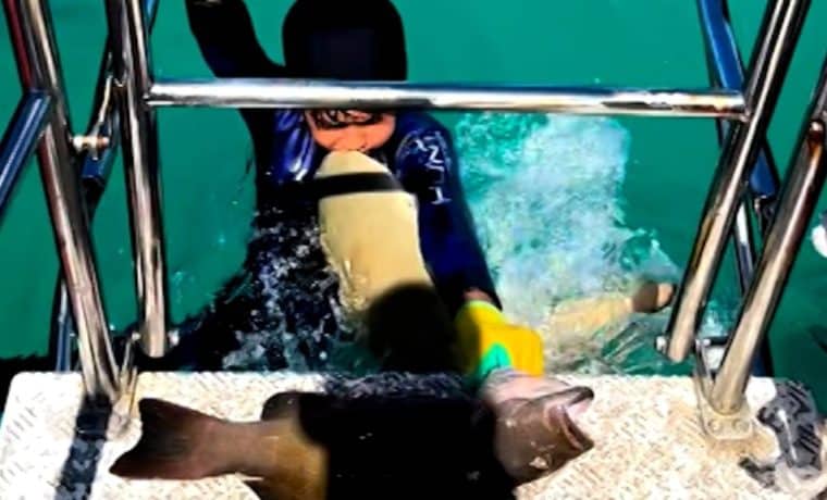 Video: Tiburón salta del agua y ataca a un niño en Australia