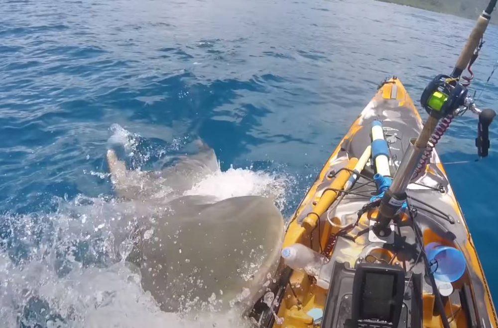 Tiburón tigre embiste kayak en Hawai: ¡Pescador lo captura todo en cámara!