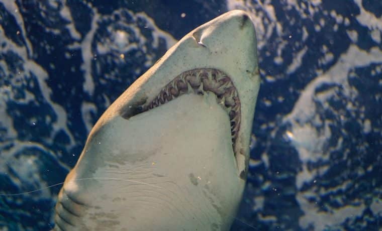 Florida lidera cifra de más ataques de tiburón en el mundo