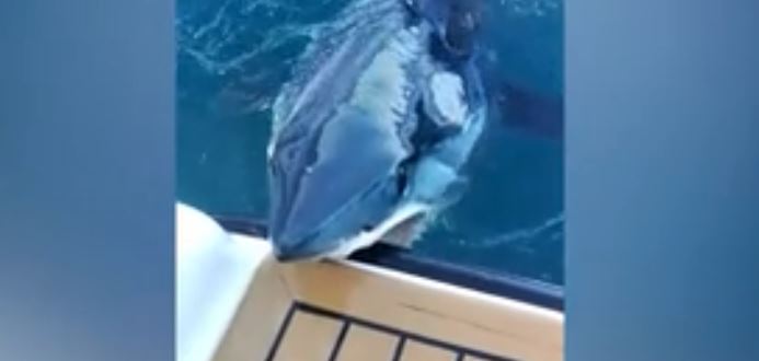 ¡Susto! Biólogo marino grabó momento que tiburón atacó su yate sin piedad (Video)