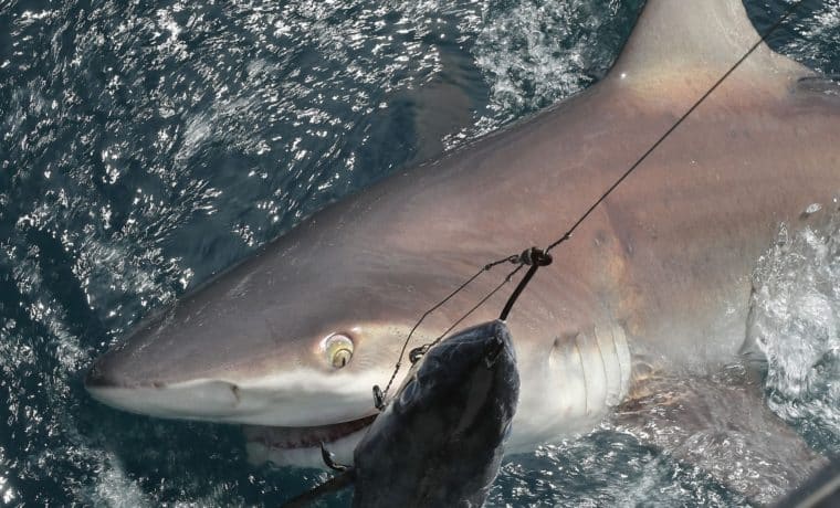¿Se pueden cazar tiburones legalmente en Florida?