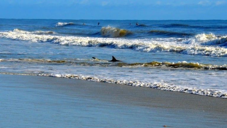 Dos tiburones atacaron a un niño y un hombre en playa de Florida