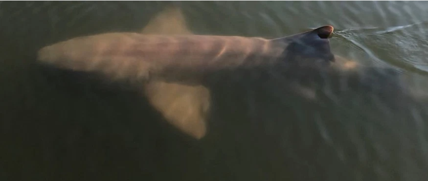 Tiburones se refugian en canales de Florida tras huir de la marea roja (+Video)