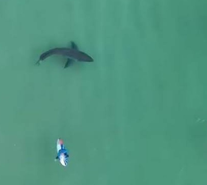 Dron captó el ataque de tiburones  a un surfista en Florida