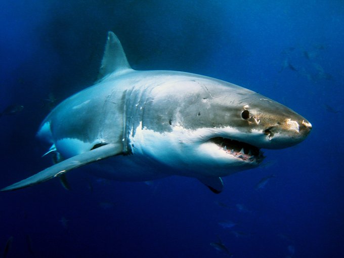 ¡Alerta! Rastrean enorme tiburón blanco en las costas de Miami