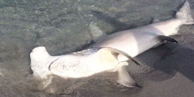 Bañistas de Pompano Beach sorprendidos por un  gran tiburón martillo