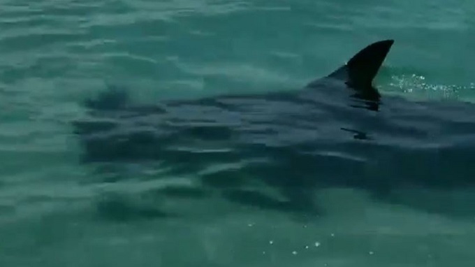 Un nuevo ataque de tiburón se reportó en los Cayos de Miami