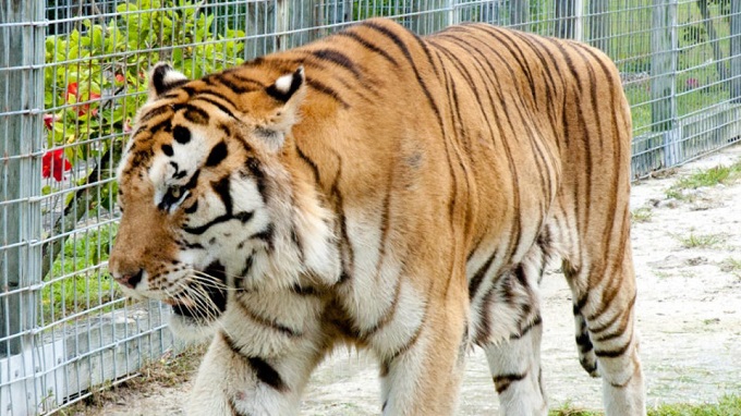 Trabajador de hidrodeslizadores fue atacado por un tigre en Everglades