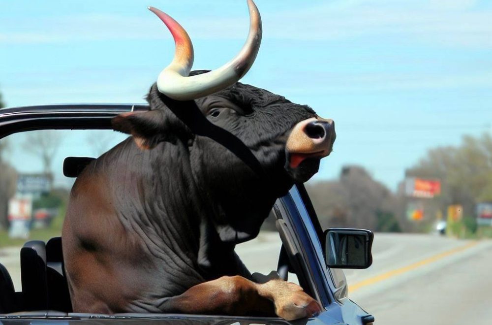 Insólito: Fue detenido en carretera por llevar un enorme toro como copiloto