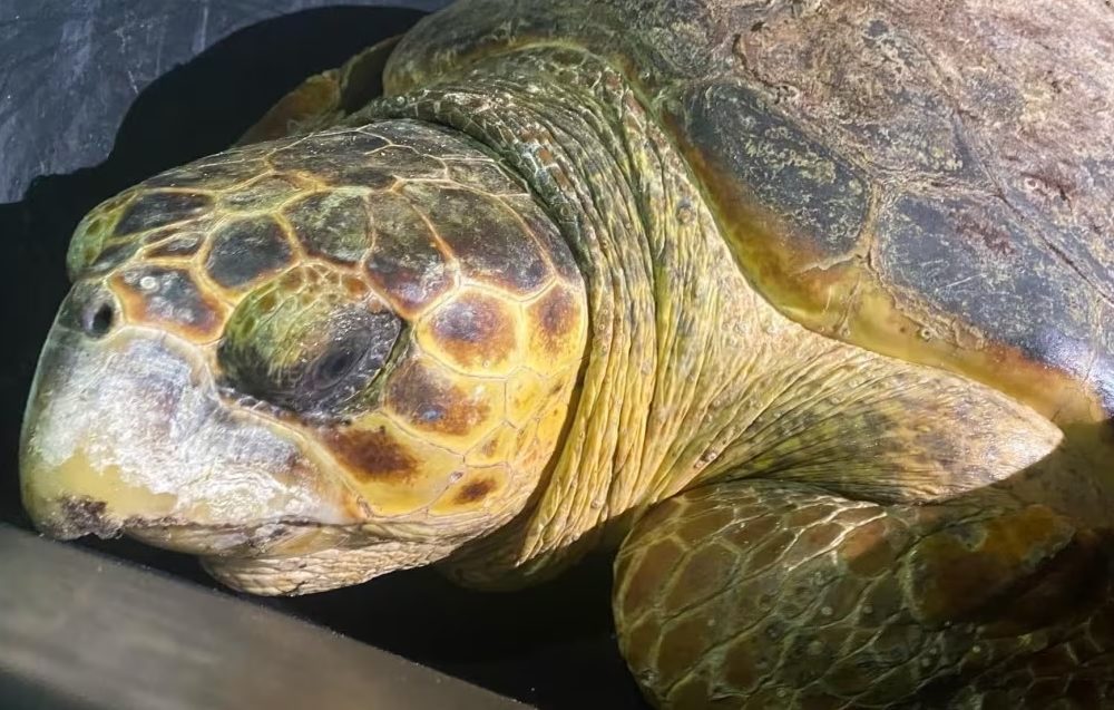 Pareja libera a tortuga marina tras ser rescatada de morir asfixiada en Cayos de Florida