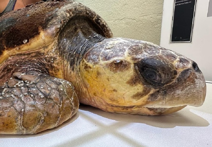 Imponente tortuga marina murió tras recibir un disparo de lanza en la cabeza