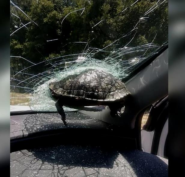 Tortuga se estrella en medio de la carretera contra el parabrisas de un auto