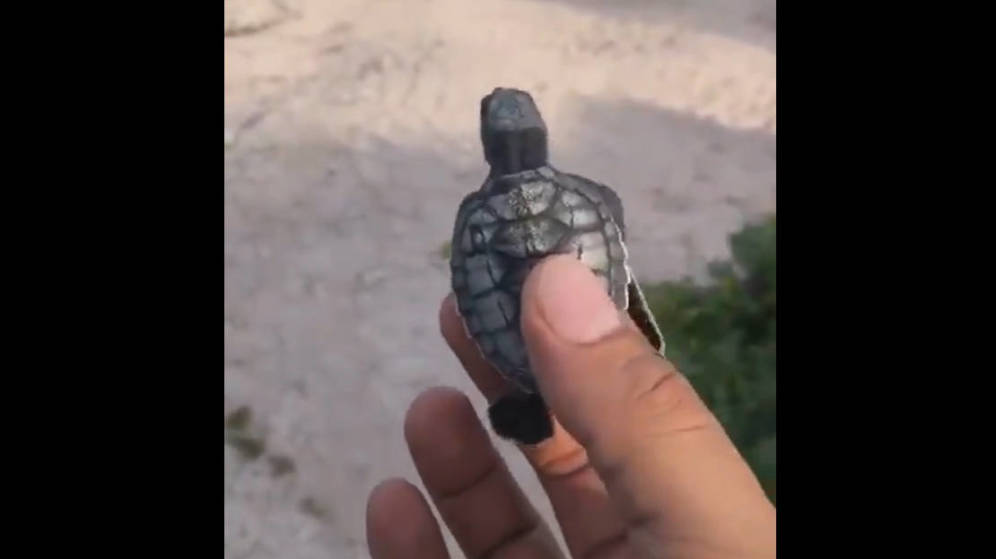 Rescate de tortuga tiene inesperado desenlace que deja a todos desconsolados (Video)