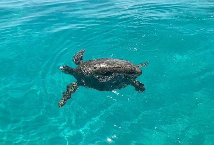 Salvavidas rescataron a tortuga que luchaba por su vida en Miami Beach