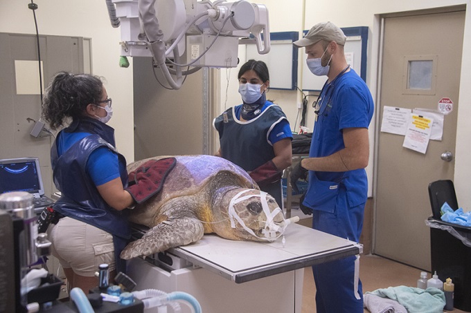Tortuga marina  se recupera en hospital  del Zoológico de Miami  tras ganarle pelea tiburón