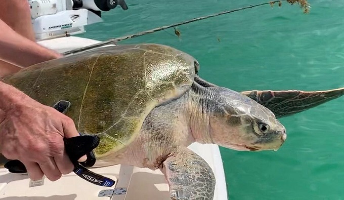 Marineros rescataron tortuga que se había enredado con una bandera de los Estados Unidos